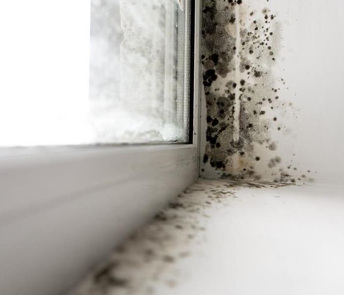 mold on window seal